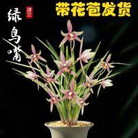 兰花带花苞浓香型建兰四季兰墨兰室内绿植盆栽兰花苗驱蚊花卉好养 绿鸟嘴 2苗不带花