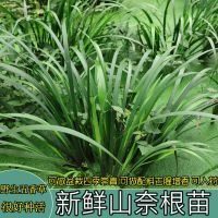 贵州新鲜野生五香草茴香菖蒲山奈三奈随手香室内阳台盆栽花卉好养 现挖带根五香草3颗苗 适合1盆种