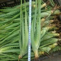 特价库拉索芦荟九颗苗 库拉索芦荟苗盆栽 买五颗送四颗,共九颗 一年苗九颗不低于二十厘米