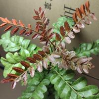 清香木盆栽植物公室桌面绿化庭院室内美化绿植四季常青驱蚊耐寒植 清香木一颗15-20cm