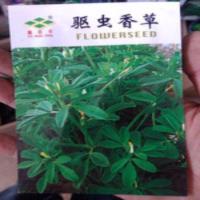 驱蚊草苗 室内灭虫杀蚊子香草驱蚊绿植花 香叶天竺葵盆栽孕妇 驱虫草种子一包 不含盆