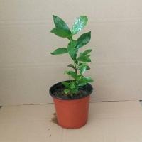 栀子花绿植盆栽观花卉绿箩水养花苗室内绿萝水培植物驱蚊草富贵竹 栀子花小苗一颗不含盆不包成活 小盆一整盆发货