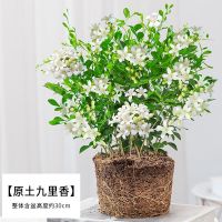 九里香盆栽四季开花芳香花卉室外阳台客厅常青植物净化空气驱蚊花 九里香(不含盆)