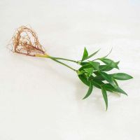 水培新宠驱蚊竹富贵竹水培植物室内客厅绿植花卉盆栽四季常青 驱蚊竹2棵试种小苗[无]