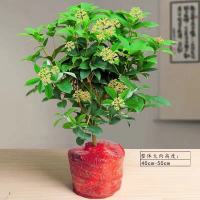 桂花带花苞盆栽树苗室内四季开花浓香型庭院花卉易活好养净化空气 桂花原土(三年)