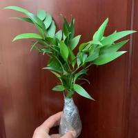 竹柏盆栽植物盆景养办公客厅室内四季常青植物净化空气喜阴植物 竹柏3-4颗盆栽