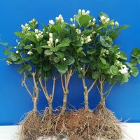 横县茉莉花盆栽四季绿植花卉老桩室内小柒园艺阳台庭院花苗植物 4年苗5棵(修剪后发货)