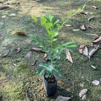 九里香花苗七里香苗盆栽清香怡人驱蚊室内外庭院植物绿化苗 精品单枝20-30cm一棵
