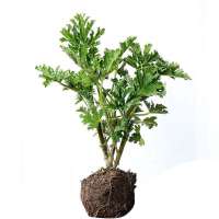 驱蚊草盆栽室内驱虫四季号养植物花卉卧室阳台庭院绿植 驱蚊草 不含盆