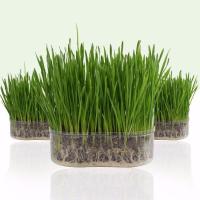 猫草种子猫薄荷盆栽新鲜土壤营养土套装猫咪幼猫化毛逗猫吐毛球 猫草1套(实发2套)