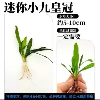 一袋10颗水下叶迷你九冠前景草鱼缸活体水草真水草批发 一袋(10颗)