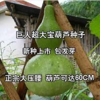 天然特大葫芦种子巨型超大葫芦籽手捻小葫芦种籽庭院景区观赏藤蔓 巨人葫芦种 10粒送生根粉