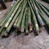 龙血金丝竹实心竹棕竹原材料金丝明显把玩教鞭指挥棒拐杖文玩 0.5米老1.8-2.0