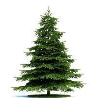 雪松树苗小苗庭院盆栽地栽绿化树苗南方北方种植黑松树苗四季常青 雪松30-40CM高(2棵) 带土发货