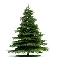 雪松树苗小苗庭院盆栽地栽绿化树苗南方北方种植黑松树苗四季常青 雪松30-40CM高(2棵) 带土发货