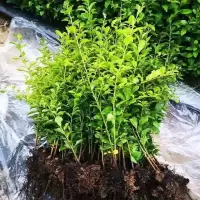 金弹子盆景挂果老熟桩金蝉子盆栽小品母桩葫芦果大型生桩熟桩 小苗2年苗1颗 不含盆