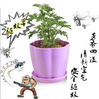 [夏季]捕蝇草驱蚊草猪笼草薄荷害羞草奇趣植物室内桌面盆栽 驱蚊草种子50粒