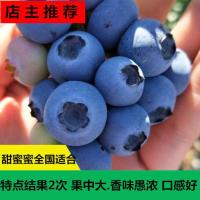 蓝莓树苗果树苗带土发货南北方四季阳台盆栽庭院地栽耐寒当年结果 甜蜜蜜[全国推荐] 组培试种苗不带果[精品一颗装]