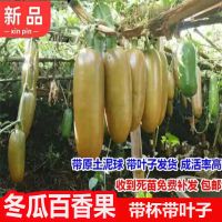 一个二斤重冬瓜百香果苗甜蜜蜜盆栽地栽四季结果南北方种植果树苗 试种苗4棵[每人限购一件]