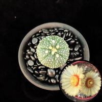 牡丹锦星兜开花仙人球无刺 多肉植物组合盆栽套餐仙人掌防辐射 2.5-3厘米星兜1棵裸根