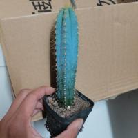 蓝柱仙人柱盆栽蓝衣柱开花越晒越蓝仙人掌类防辐射多肉植物盆栽 蓝衣柱13-16公分