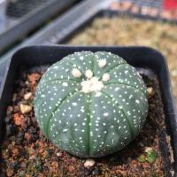 西瓜球星兜金星兜多肉植物盆栽金星仙人球 植物室内紫皮兜鸾凤玉 星兜2-3cm