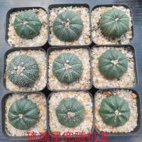 星兜超兜 超萌无刺仙人球创意经典星球实生多肉植物迷你[11月29日发完] 星兜[3-4公分]