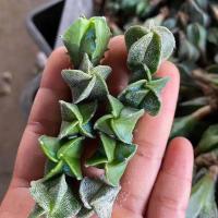 牡丹锦播种实生苗自然锦鸾凤玉般若翠晃冠星兜艳姬土童各种仙人球 鸾凤玉4角和5角各一颗1cm以上