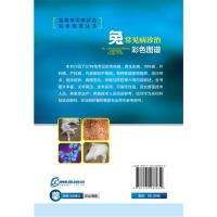 兔常见病诊治彩色图谱养兔技术兔子养殖技术书高效养兔技术大全