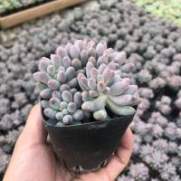 瀚明鑫多肉婴儿手指多头群生云南开挂区萌宠精品多肉植物清棚特价 8.5cm盆参考3头起