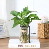 [孕妇婴儿防蚊虫]夏季驱蚊竹水培九里香春雨羽室内绿植盆栽 一份绿萝(送营养液) 不含瓶