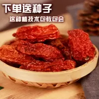 印度魔鬼椒断魂椒云南涮涮辣超辣特辣变态辣象鼻辣死神辣1份