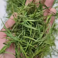 崂山竹叶茶 石竹叶 饭店用竹叶茶去火淡竹叶茶泡茶花草茶 石竹茶 50克试喝装