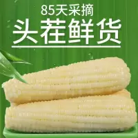 东北糯玉米新鲜速冻玉米棒白糯玉米棒甜玉米棒黏粘玉米棒4-10棒 速冻白糯生玉米棒 4棒装