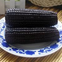 新货山西特产忻州特产黑玉米穗黑糯玉米棒真空装粘糯黑糯玉米 180克*6根 黑