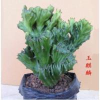 彩色麒麟掌盆栽苗多肉植物嫁接玉麒麟室内绿植吸耐旱好养植物盆景 青玉麒麟原土 带盆栽好