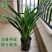 墨兰盆栽花苗年宵花企黑浓香室内绿植花卉盆景除甲醛净化空气花卉 墨兰企黑3苗连体[当年开花]裸根发货