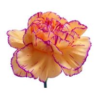 云南康乃馨小苗绿化工程苗四季开花易活多头苗木母亲节教师节首选 火焰 5棵(送1棵)