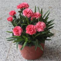 (带花苞)康乃馨盆栽重瓣五彩石竹阳台室内绿植花卉母亲礼物 康乃馨粉色带花苞 不含盆