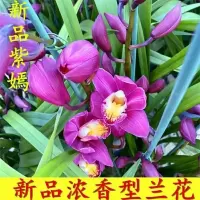 兰花苗浓香室内花卉盆栽易养活耐寒耐热名贵兰花墨兰四季兰绿植苗 新品紫嫣 2苗连体