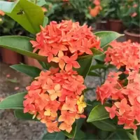 龙船花苗盆栽带花苞室内外观花好养绿植物水绣球四季开花千头花卉 橙红色龙船花土球发货