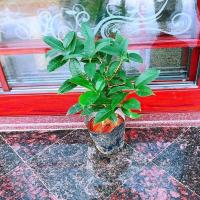 桂花树苗盆栽四季开花金桂月桂日香桂浓香清香室内外庭院绿植花卉 精品四季桂花4年苗+送生根粉