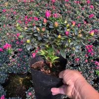 杜鹃花盆栽四季开花紫色杜鹃稀有带苞盆栽易养活植物精品精选盆栽 紫色带苞冠20-25