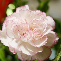 云南产地绿植康乃馨苗四季盆栽开花绿化园艺绿化观赏康乃馨小苗 白底红边 5棵