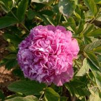 正宗洛阳牡丹花苗观赏大花重瓣花卉盆栽室内外庭院栽种吊兰绿植物 魏紫(5-8个)叉五年苗