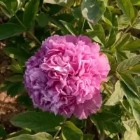 正宗洛阳牡丹花苗观赏大花重瓣花卉盆栽室内外庭院栽种吊兰绿植物 魏紫(5-8个)叉五年苗