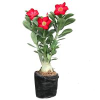 沙漠玫瑰带花苞发货精品老桩嫁接重瓣阳台耐旱好养四季开花不断 沙漠玫瑰(培育袋)原生单瓣