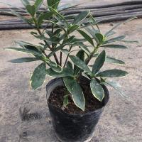 金边瑞香盆栽老桩耐寒植物浓香型大苗带花苞室内观花净化空气花卉 瑞香 1盆3年半苗