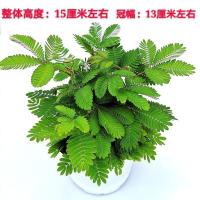 含羞草盆栽办公室桌面会开花一碰害羞草室内外趣味小绿植花卉 12cm大盆含羞草1盆(原盆栽好)