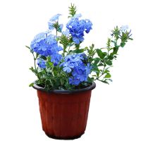 蓝雪花盆栽大苗耐晒阳台植物庭院花园爬藤耐寒花卉四季开花棒棒糖 蓝雪花(原盆原土发货)